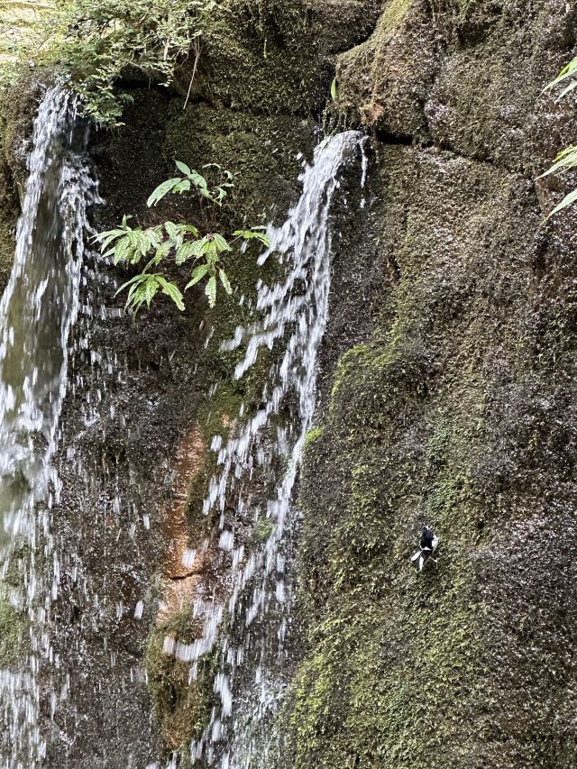 武隆喀斯特旅游区旅行图片 3