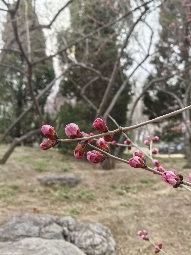 花博会主题公园旅行图片 3