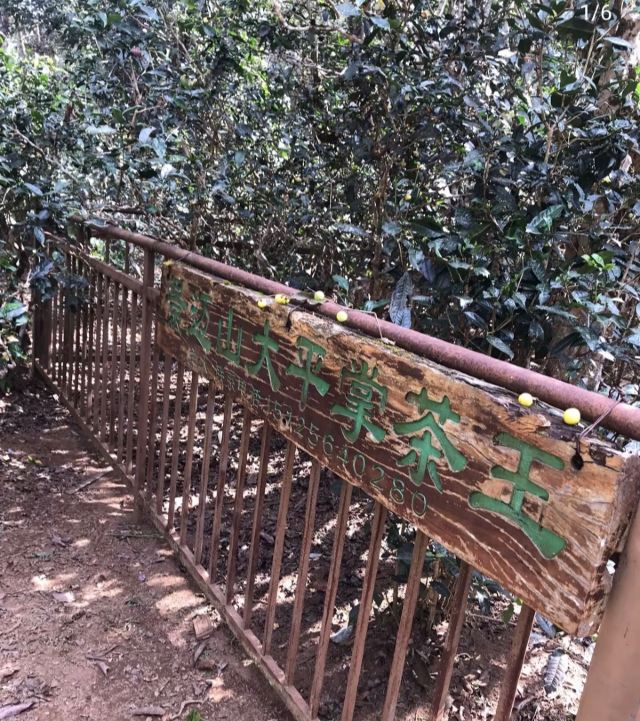 大平掌古茶林旅行图片 2