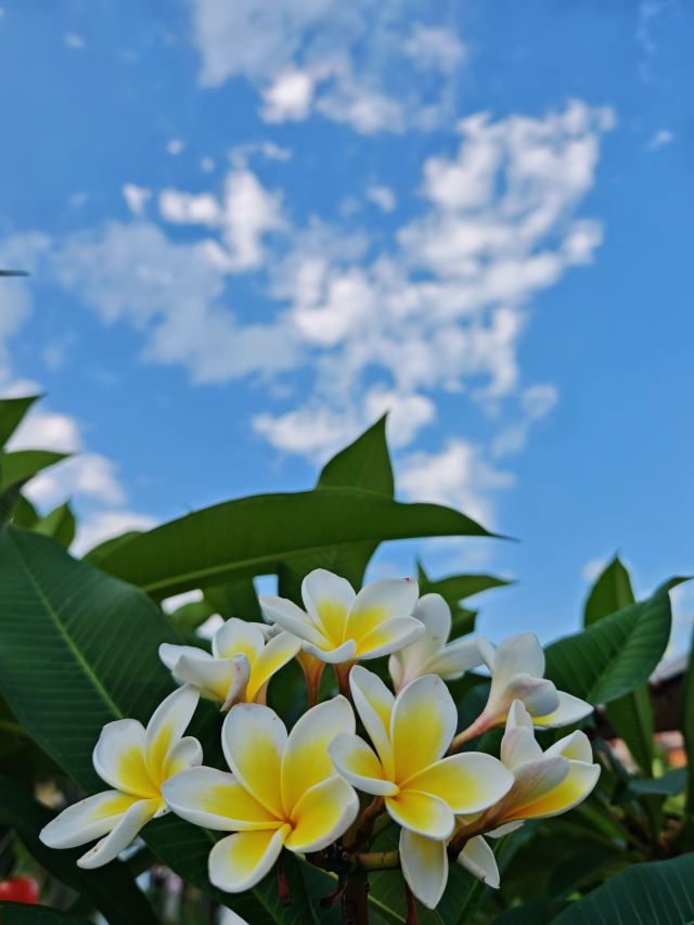 傣族古镇旅行图片 4