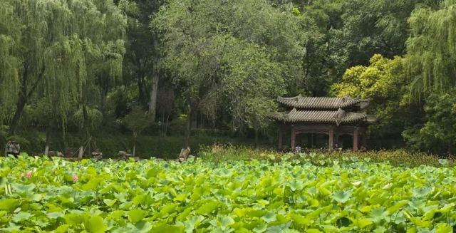 莲湖公园旅行图片 2
