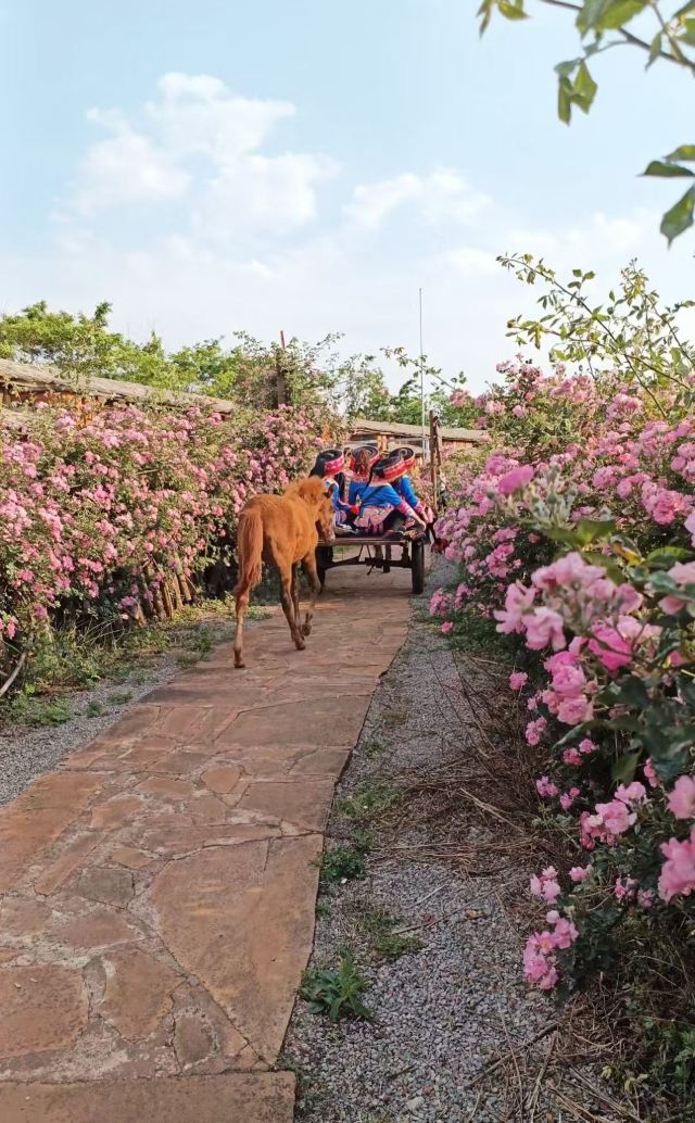 太阳谷·千鼓彝寨旅行图片 2