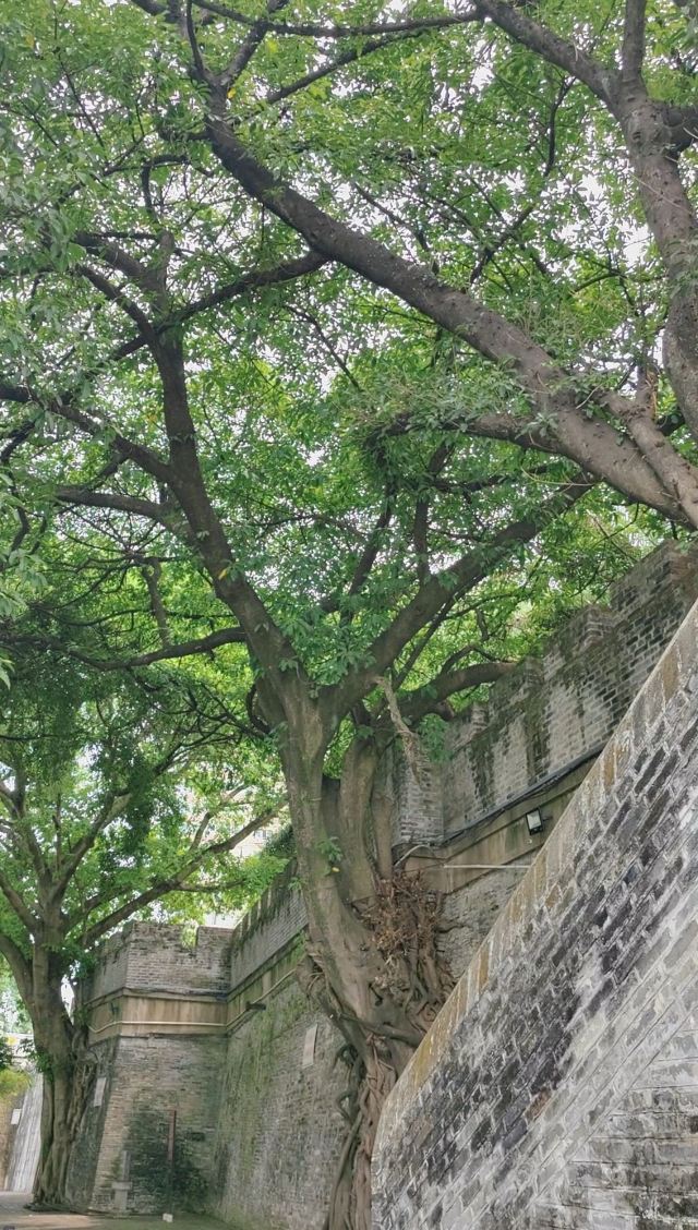 南宁古城墙旅行图片 4