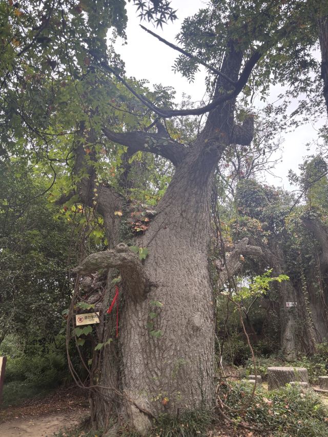 中国春秋淹城旅游区旅行图片 5