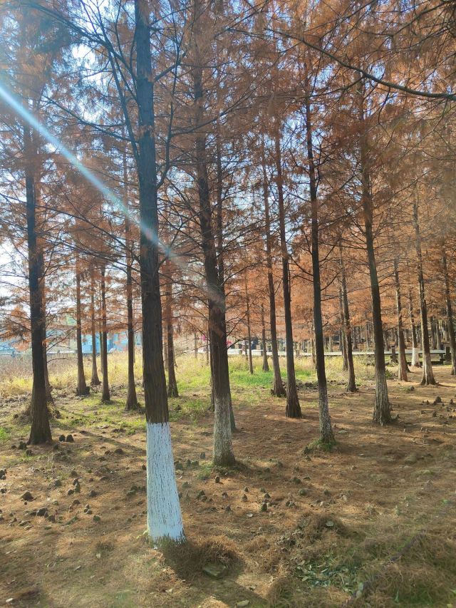 龙灵山生态公园旅行图片 4