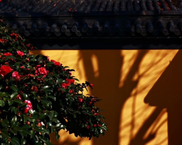 湖州铁佛寺旅行图片 8