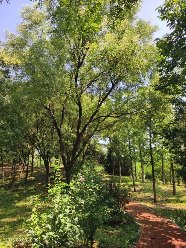 老山城市休闲公园旅行图片 14