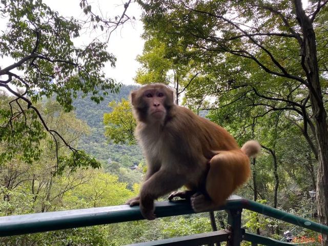 黔灵山公园旅行图片 6