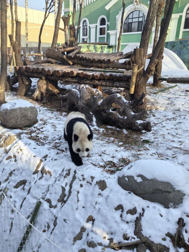 太阳岛大熊猫馆旅行图片 4