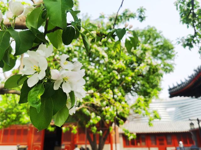 智化寺旅行图片 11