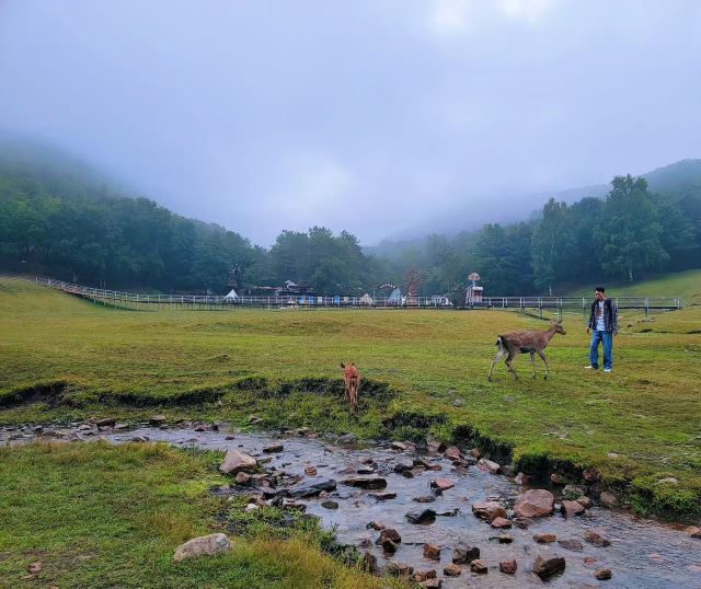 飞泷金山鹿苑旅行图片 5