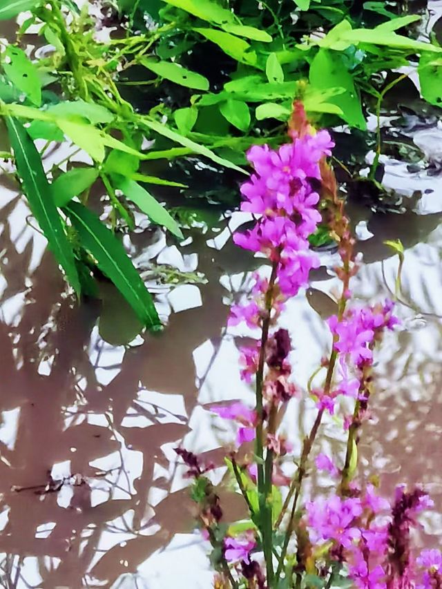 松花江湿地旅行图片 8