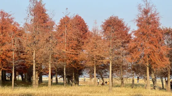 上垟紅樹林