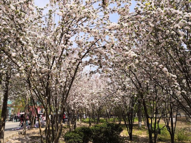 石家庄植物园旅行图片 11