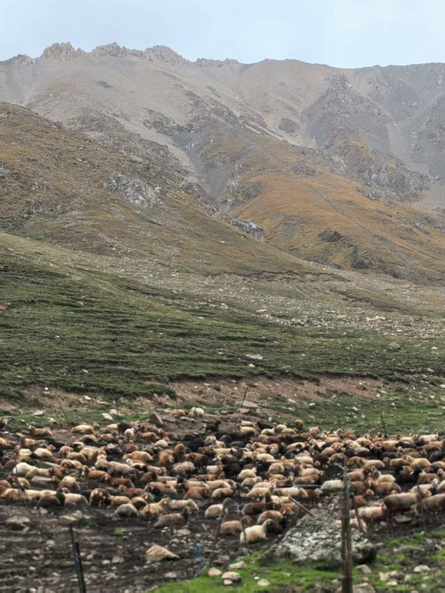 雪莲峰旅行图片 3