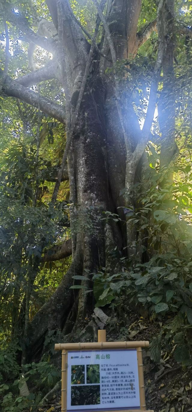 基诺山寨景区旅行图片 4