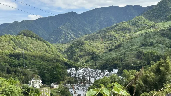 曉鱅