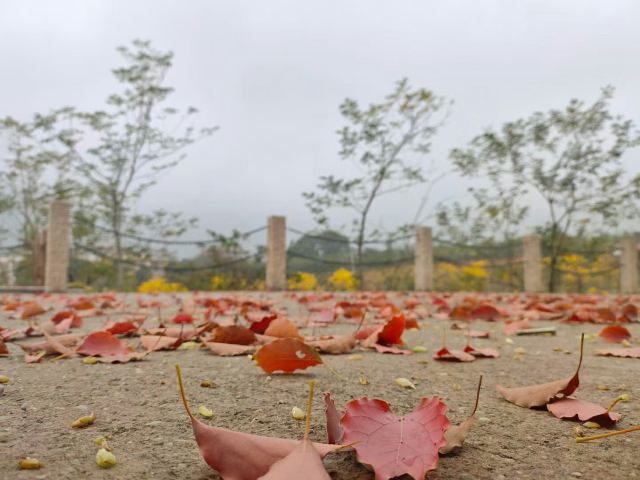 溪禾山铁观音文化园旅行图片 1