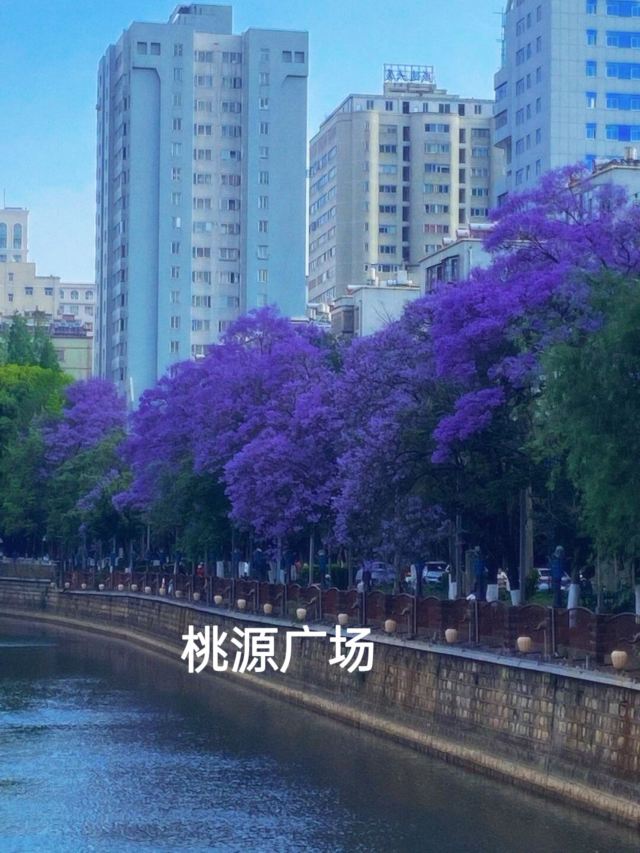 桃源广场旅行图片 4