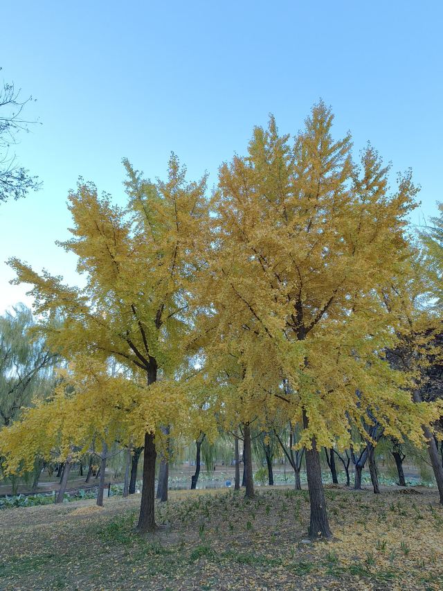 星河湾生态公园旅行图片 2