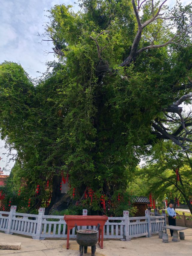 洪洞大槐树寻根祭祖园旅行图片 3