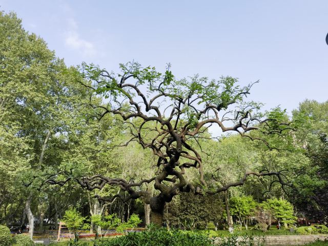 闸北公园旅行图片 5