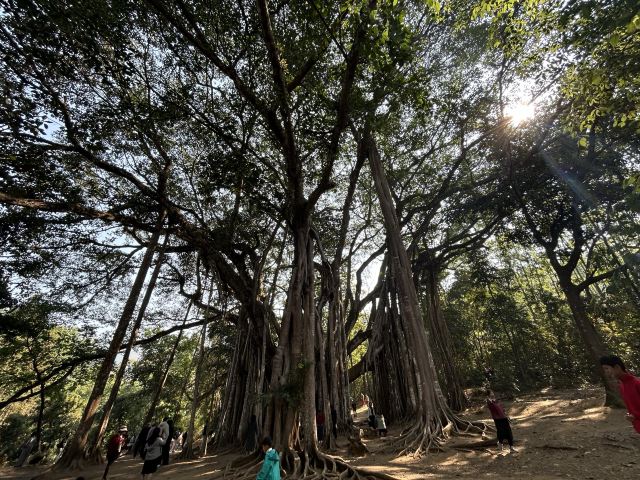 勐巴娜西珍奇园旅行图片 1