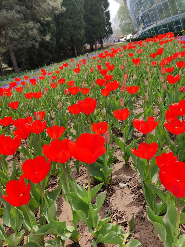石家庄植物园旅行图片 12