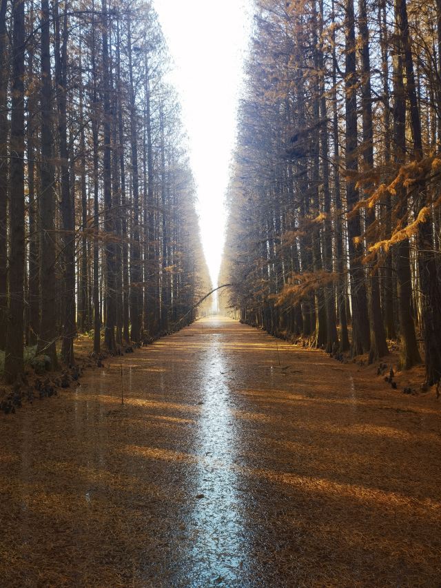 金湖水上森林景区旅行图片 1