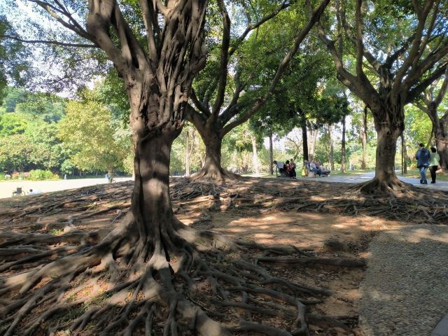 莲花山公园旅行图片 4
