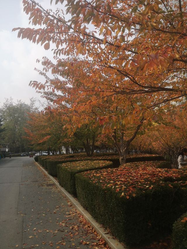 劳动公园旅行图片 1