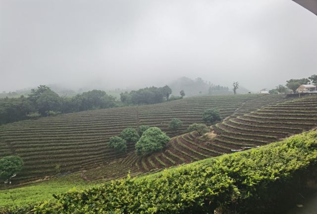 白茶原·安吉白茶观景平台旅行图片 5
