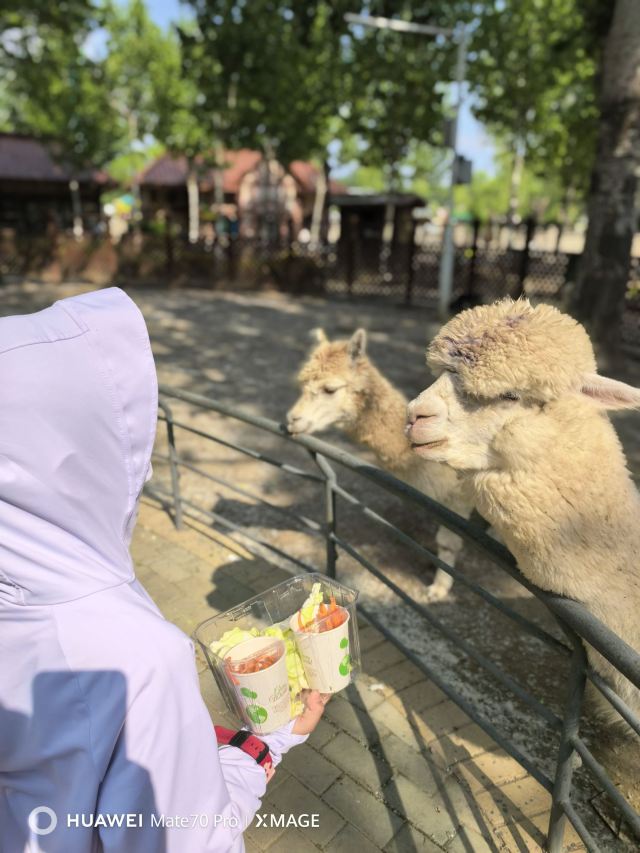 集发农业梦想王国旅行图片 1