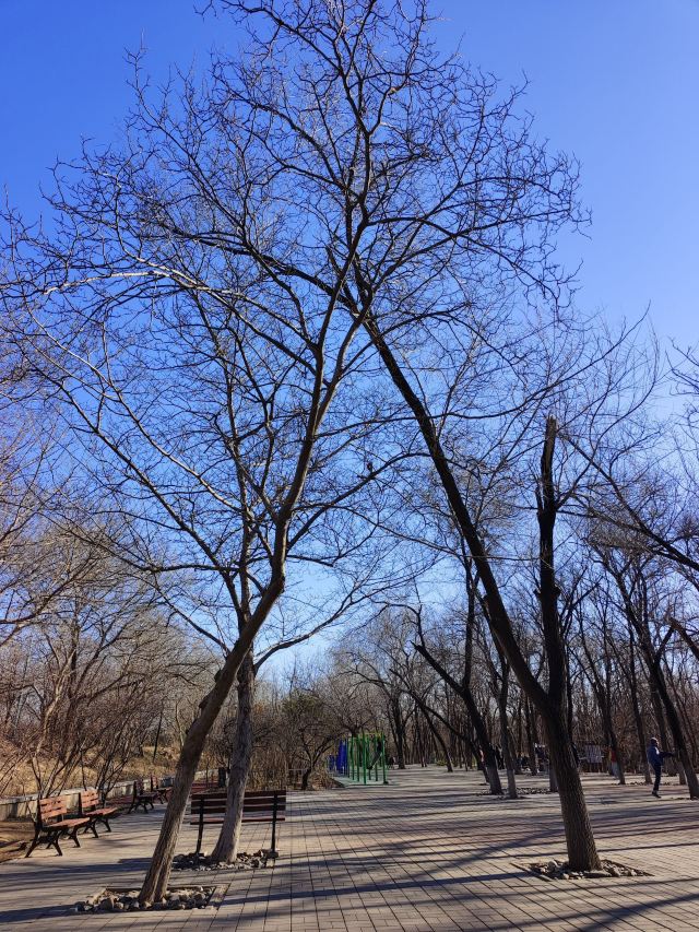 老山城市休闲公园旅行图片 1