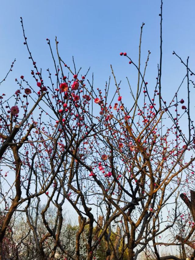 上海大宁公园旅行图片 2