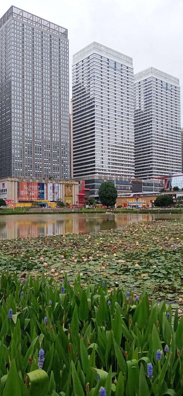 花果园湿地公园旅行图片 4