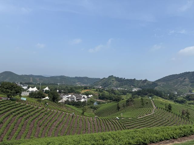白茶原·安吉白茶观景平台旅行图片 2