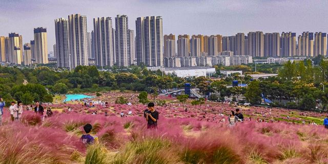 二妃山花海旅行图片 11