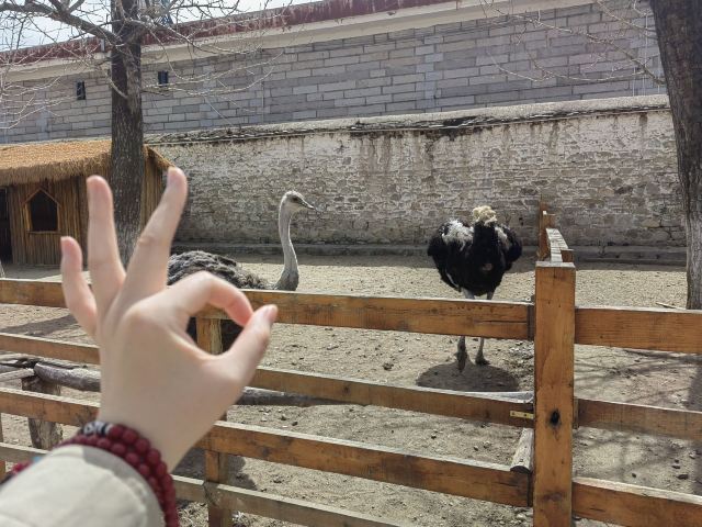 罗布林卡旅行图片 5