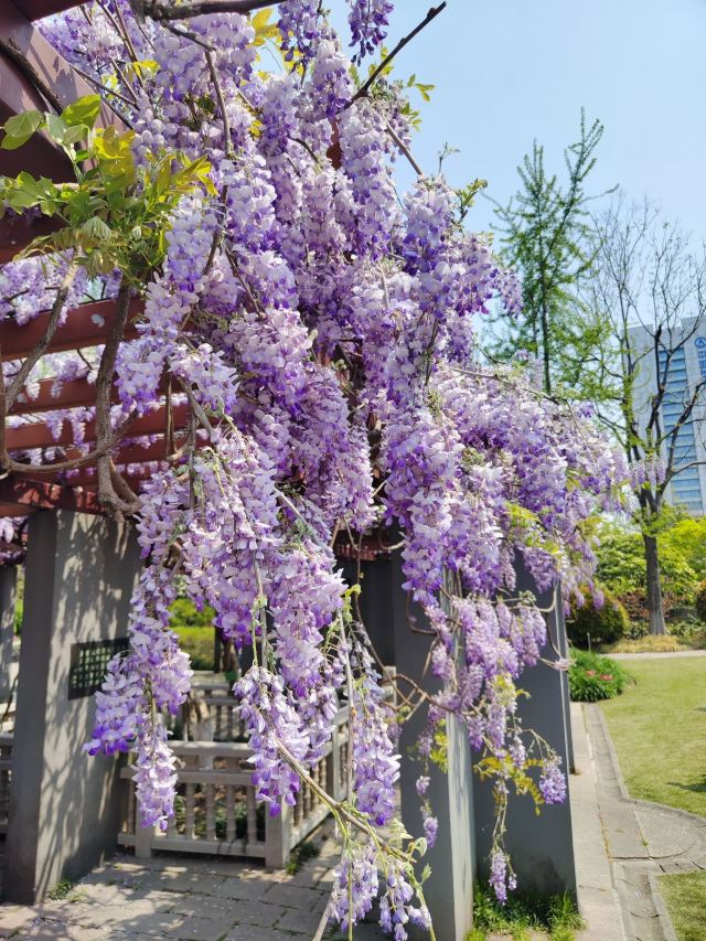 古藤园旅行图片 10