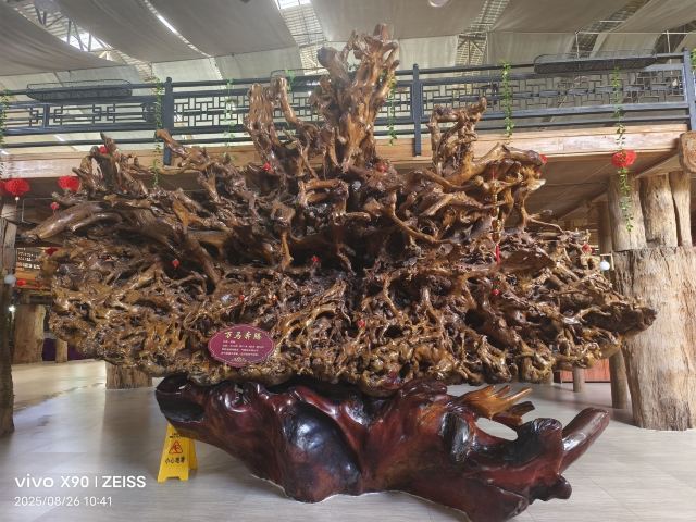 杜鹃王古木文化博览园旅行图片 2