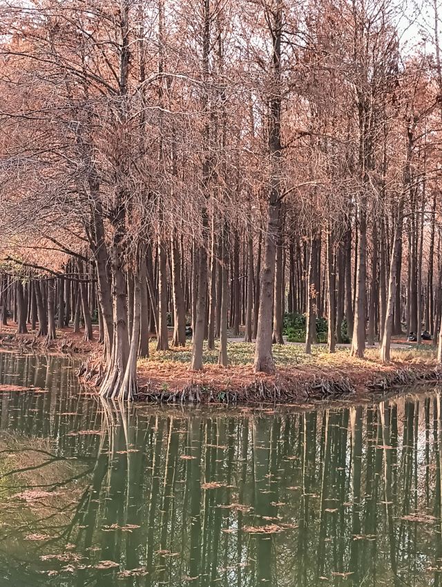 横沔公园旅行图片 8