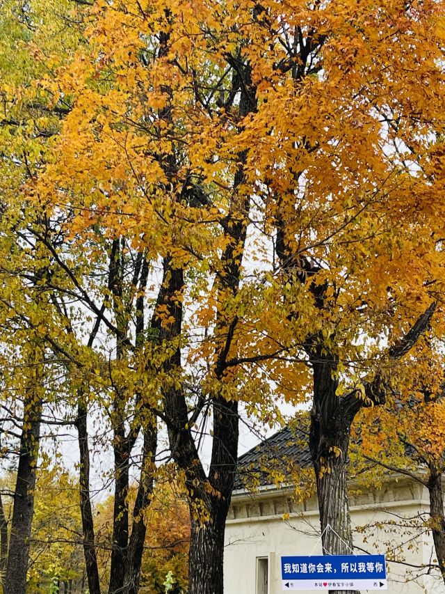 宝宇森林生态小镇旅行图片 13
