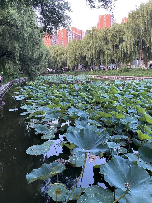 青年湖公园旅行图片 3