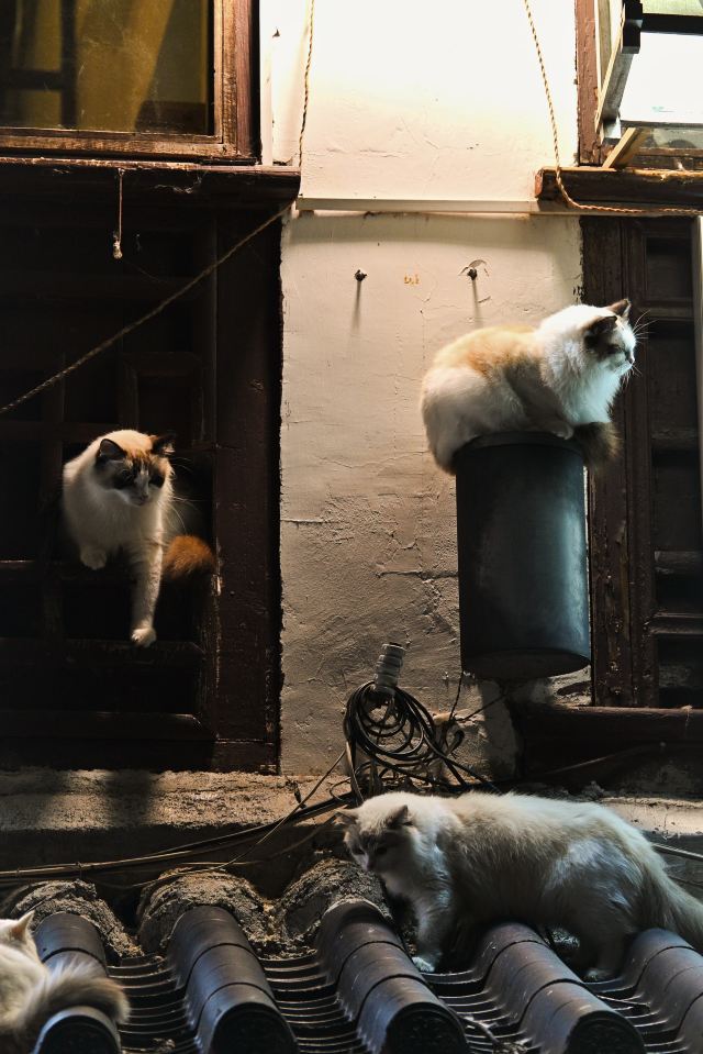 平江路旅行图片 3