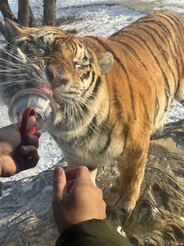 东北虎林园旅行图片 2