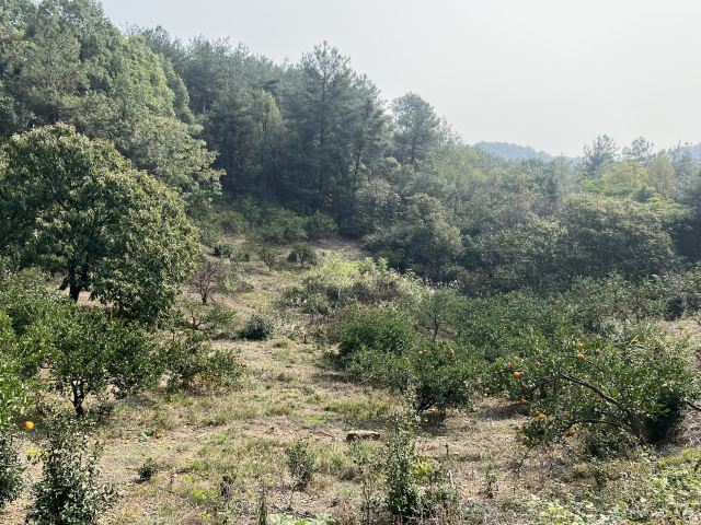 太浮山旅行图片 3