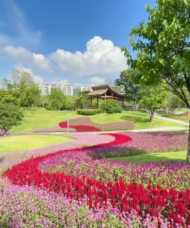 前海紫荆园旅行图片 2
