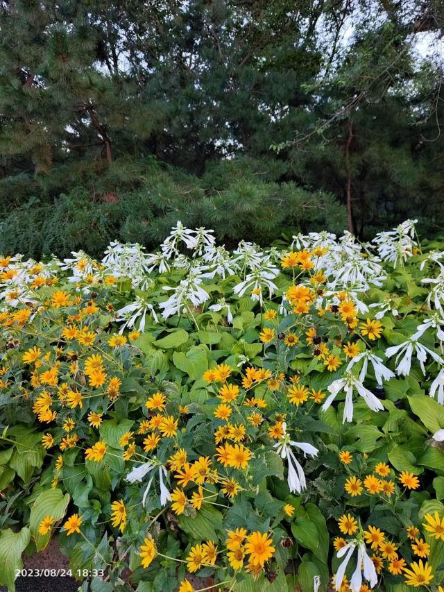 老山城市休闲公园旅行图片 8