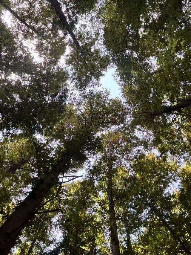 日照海滨国家森林公园旅行图片 2